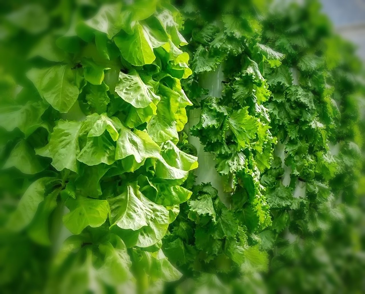 Lettuce growing thick on vertical hydroponic towers