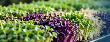 Trays of microgreens