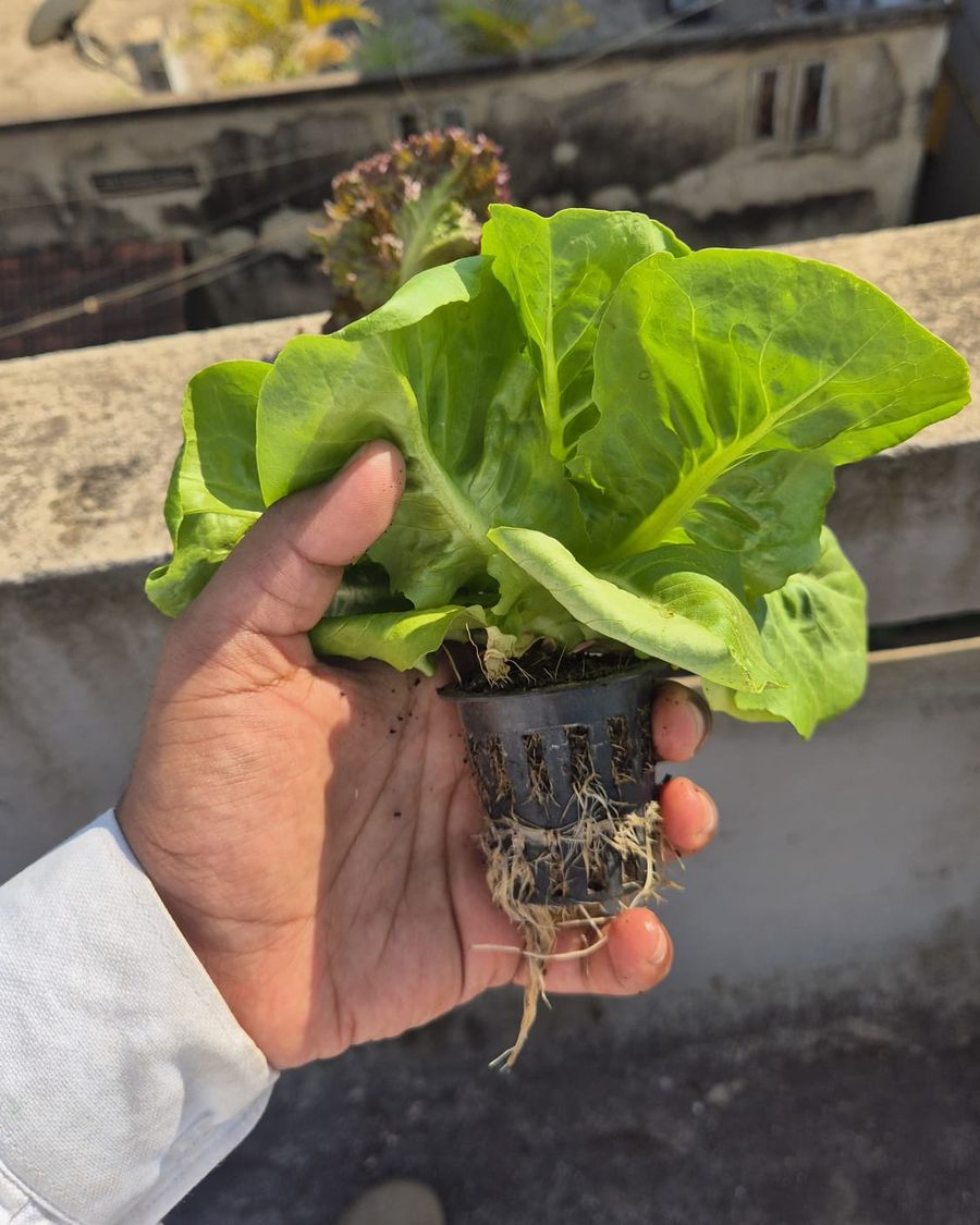 Butterhead lettuce lifted from a Hydrotonic tower, roots hanging free