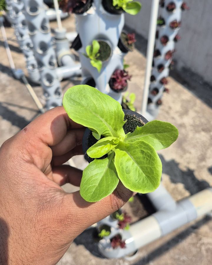 A lettuce seedling in a net pot on the Hydrotonic rooftop