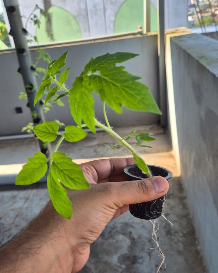 A young tomato seedling in a net pot with new roots
