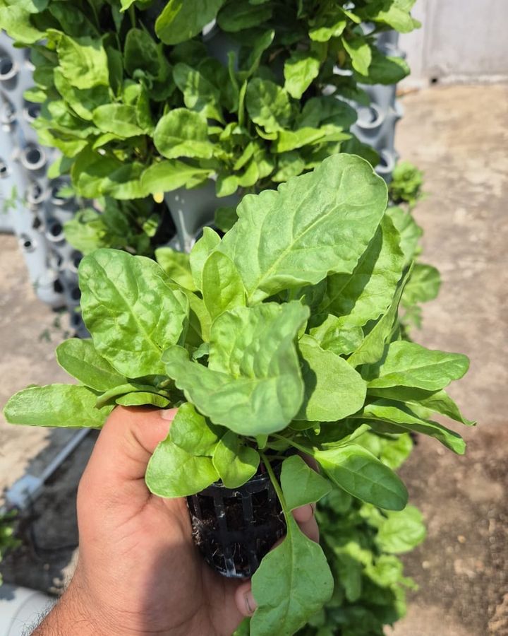 Spinach in a net pot, held in front of a full tower