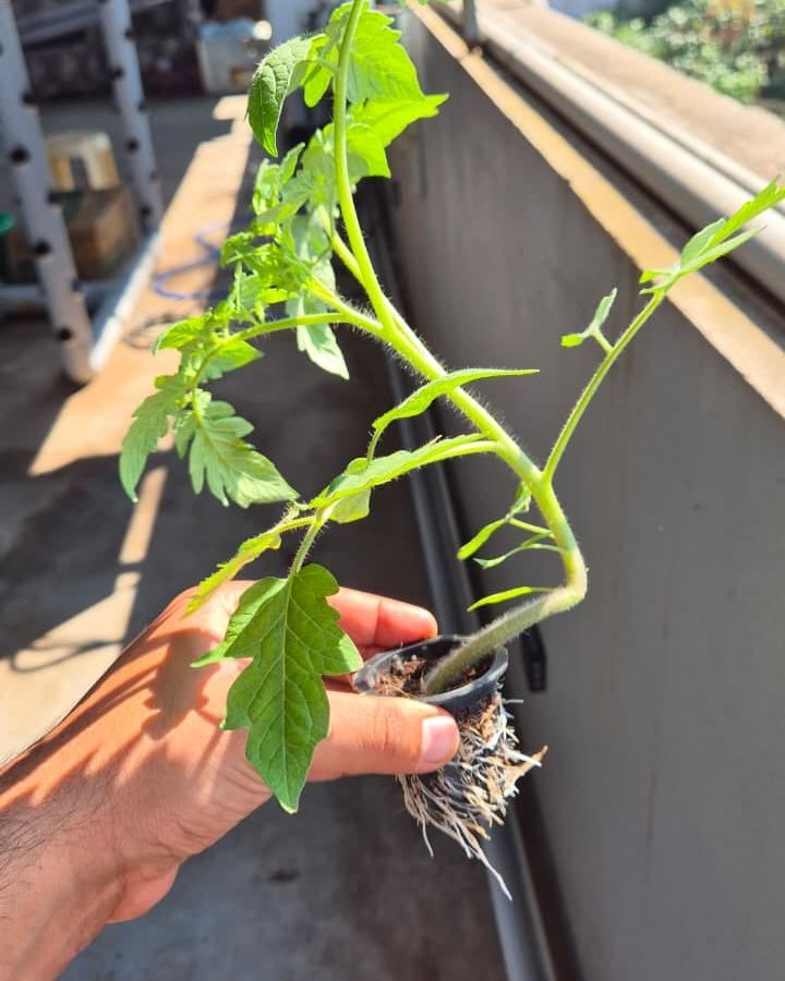 A tomato plant lifted from a tower with its roots
